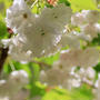 新発田市大峰山と桜公園の桜