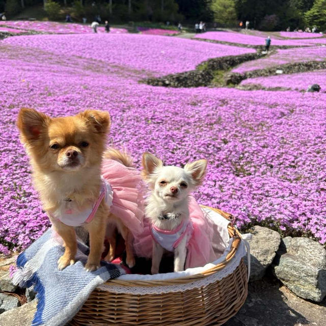 芝桜のじゅうたん⸜(✿˶'ᵕ'˶)⸝３　2025.4.30