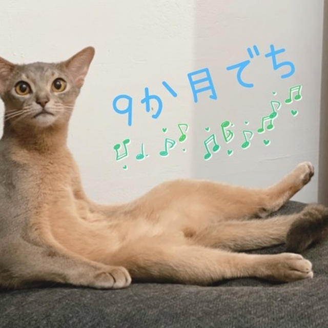 わか男、9か月になりました&トップ画像に仲間入り♪
