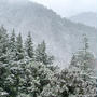 箱根暮らし日記（2022年1月6日）都心でも積雪。箱根は・・・