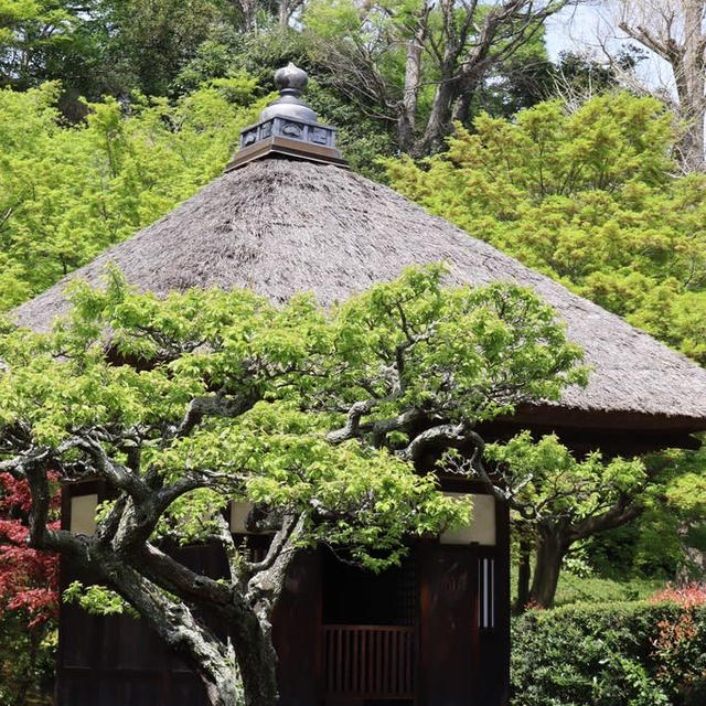 足利尊氏のお墓のある長寿寺が公開されてました♡