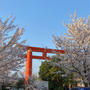 今年は複雑な気持ちで眺める桜の景色