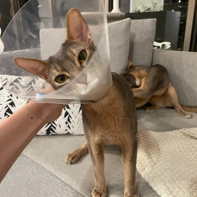 カオスとピンポンダッシュ