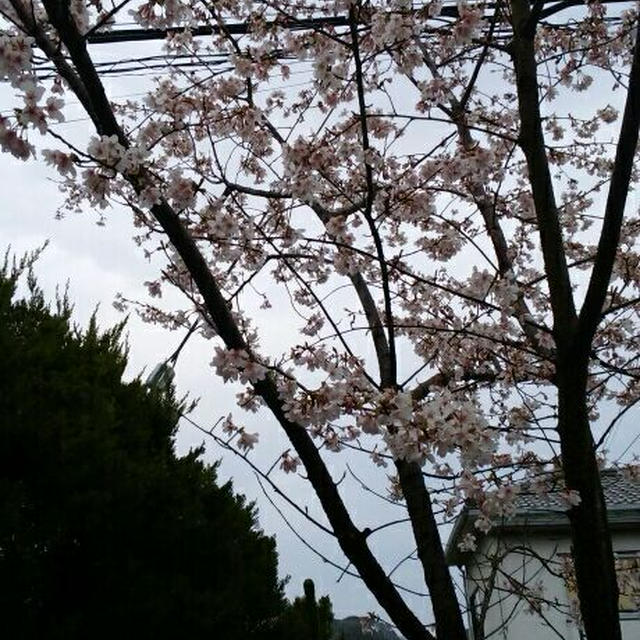 お墓参りに行きました！