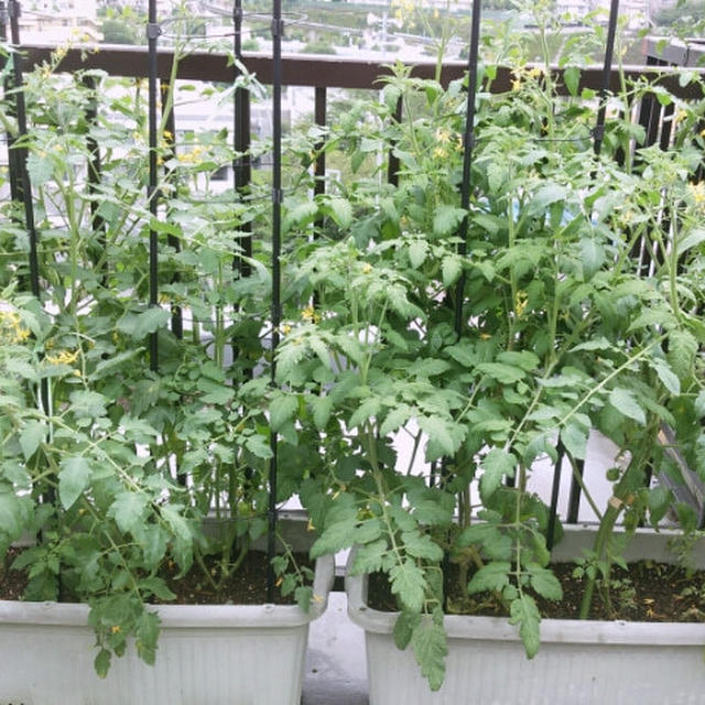 プチトマトの脇芽が林のように！