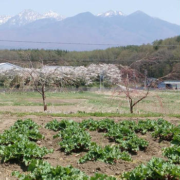 赤いルバーブの花の摘みとり最盛期です。