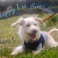 母の手作りケーキで祝う♡　愛犬くおん１歳の誕生日おめでとう