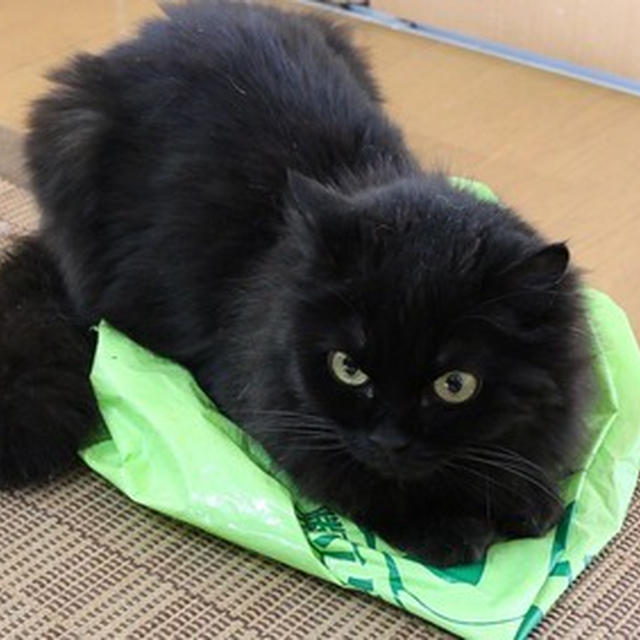 お気に入りぃ〜