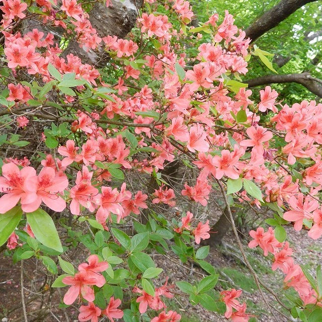 ツツジ目当てに青山高原へ♪