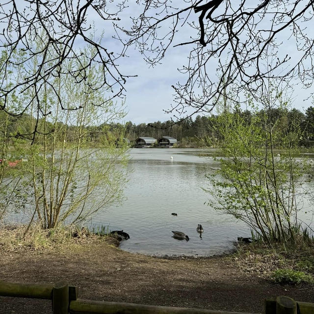 イギリスの自然を楽しむ「センターパークス」Center Parcs Elveden Forest