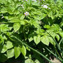 夏野菜定植開始
