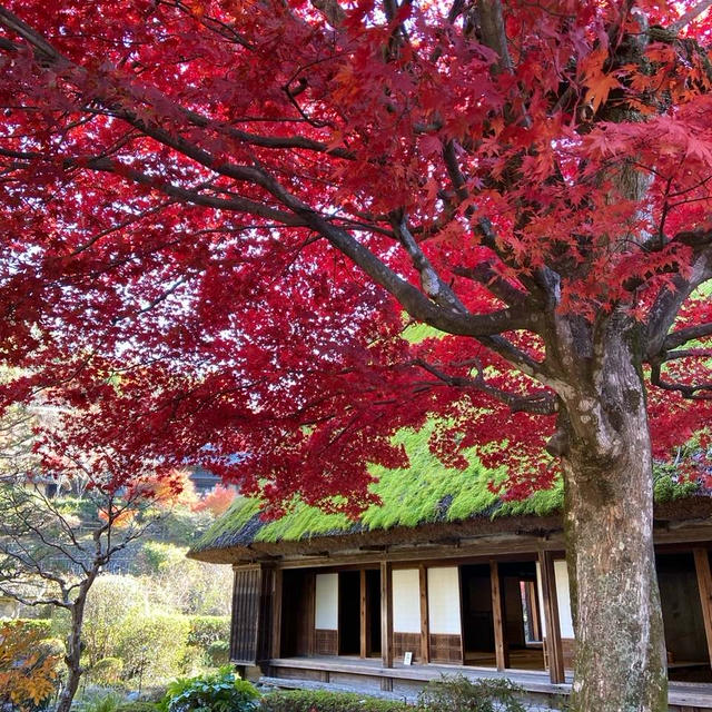 2023 飛騨高山・下呂の旅　合掌村の紅葉