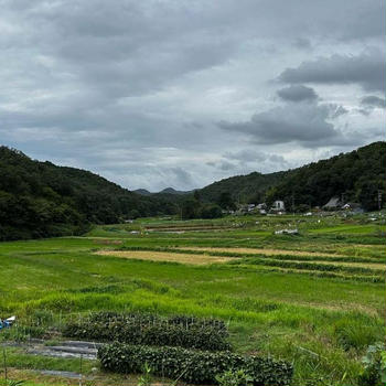 やっと冬野菜種まき