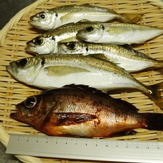 釣った魚deうちごはん。