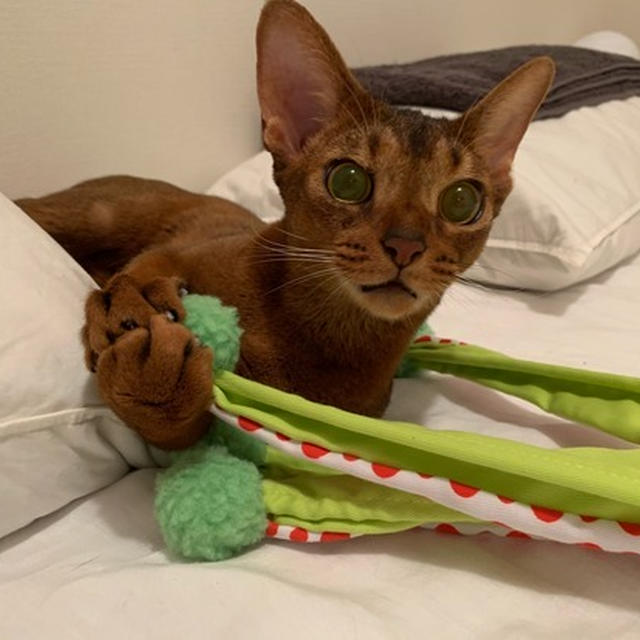 りす子は、まだ子猫のように遊ぶ(*´ω`*)