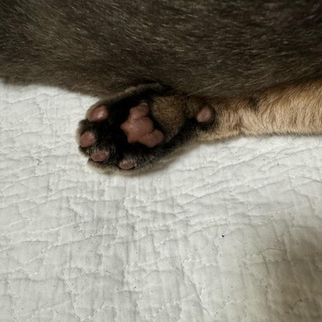 ぼくちん、デカカラーでも寝相に自分らしさを出す