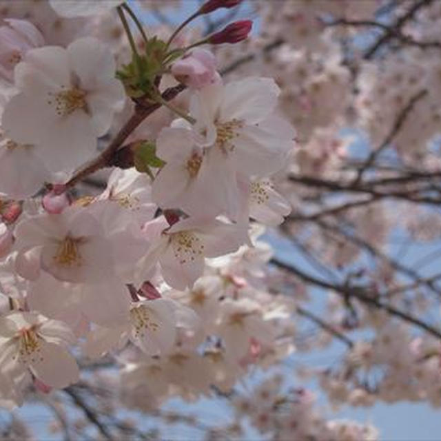 桜満開の下、お花見弁当、みんなでワイワイ！