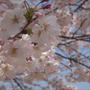 桜満開の下、お花見弁当、みんなでワイワイ！
