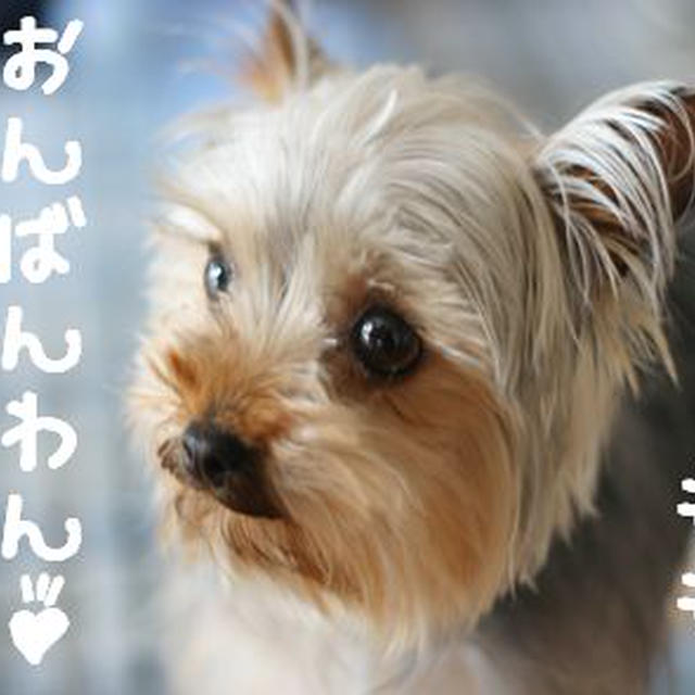 ももっちが甘える。ばんごはん☆冷しゃぶ☆