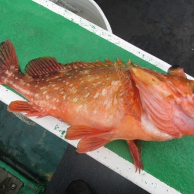 【魚の観察】ハチカサゴの身体測定
