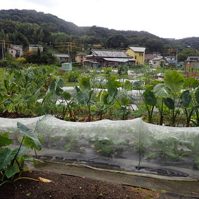 葉山農園（10月中旬）☆台風21号前なのに冠水中！