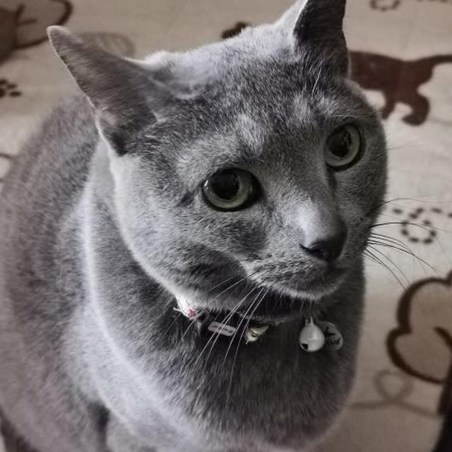 明日の猫の日の準備は？