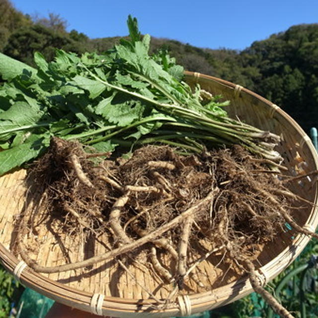 山わさび（ホースラディッシュ）栽培☆植え付け方法と育て方ポイント