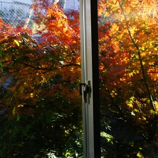ネスプレッソ2014限定フレーバーコーヒー　と　おうちで紅葉狩り。