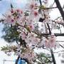 鎌倉にて、桜。