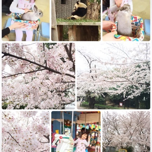 お花見♡王子動物園
