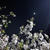 桜2020、ライトアップされた動鳴気峡の夜桜を見に・・・