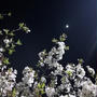 桜2020、ライトアップされた動鳴気峡の夜桜を見に・・・