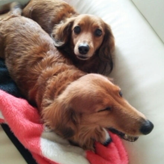 のんびり、、、な休日
