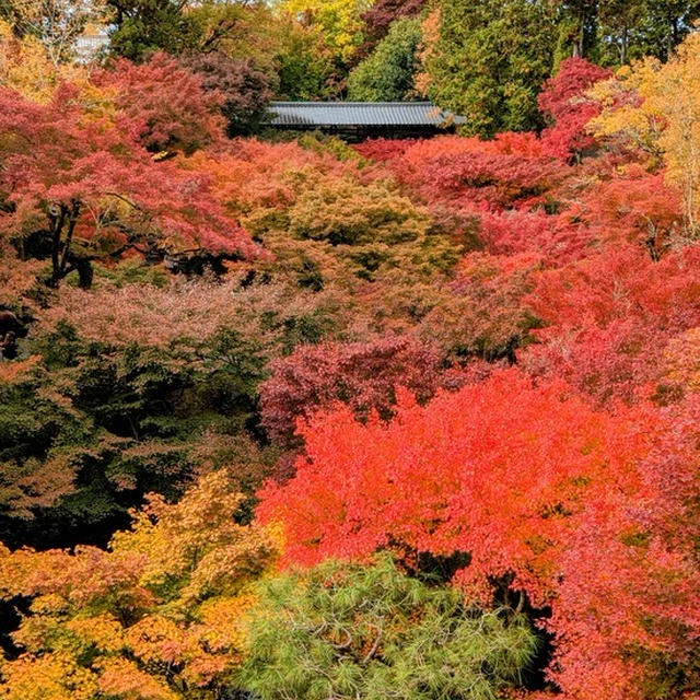 初！紅葉シーズンの京都へ♪