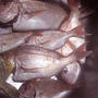 魚料理週間！