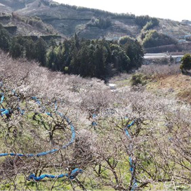2021梅の開花状況。みなべ梅林は開園していませんが「かたやまのいももち」は営業しています。そしてマスクも売ってます★