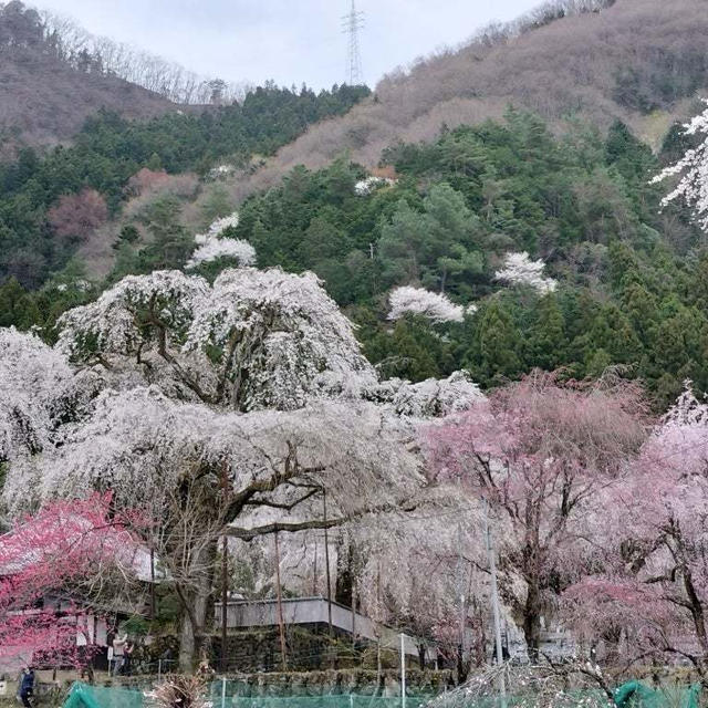 秩父でしだれ桜三昧の日帰りドライブ　道の駅で美味しいおそば