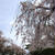 お花見・夜桜