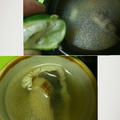 松茸と鱧の土瓶蒸しとユ＆キムウリキョロ特番２
