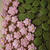 葉桜･･･抹茶のサブレ