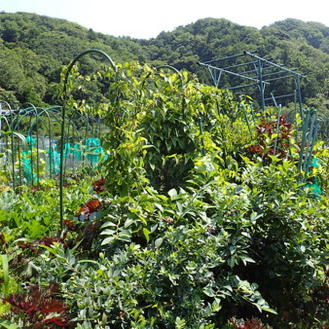 プランター菜園（7月上旬）☆ネギ坊主からの発芽