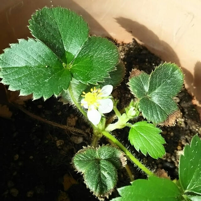いちごの花、開花♪