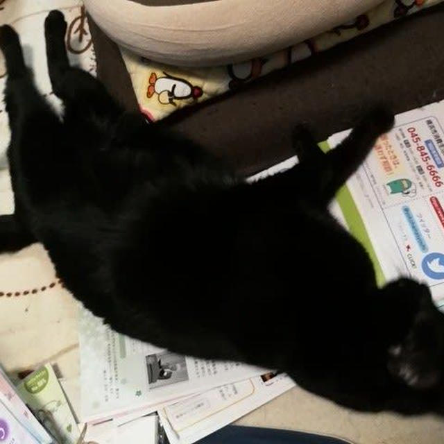 【小梅・さくら・桃之介通信】おジャマ虫がたくさん！