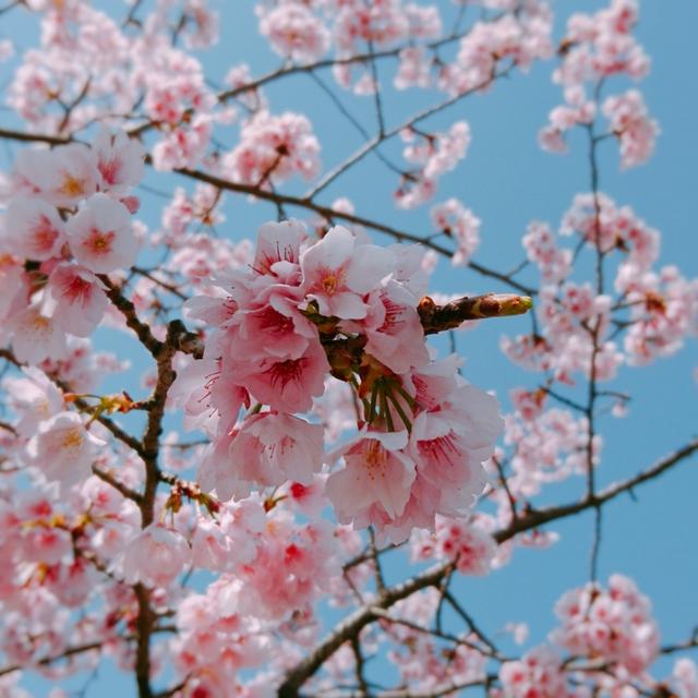 ☆桜の開花＆回鍋肉風炒めのお弁当☆