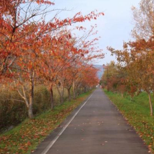 伊達でお散歩♪　紅葉が綺麗です！西京漬けが美味しい＾＾