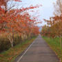 伊達でお散歩♪　紅葉が綺麗です！西京漬けが美味しい＾＾