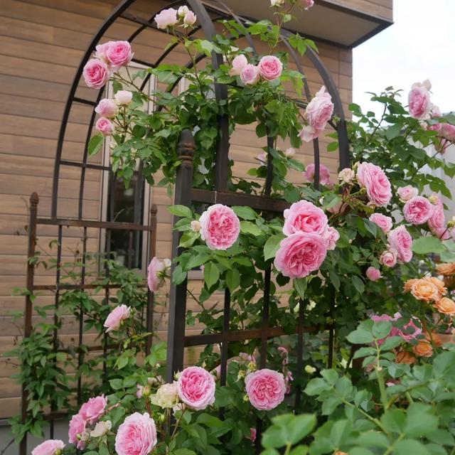 薔薇アミロマンティカ2022