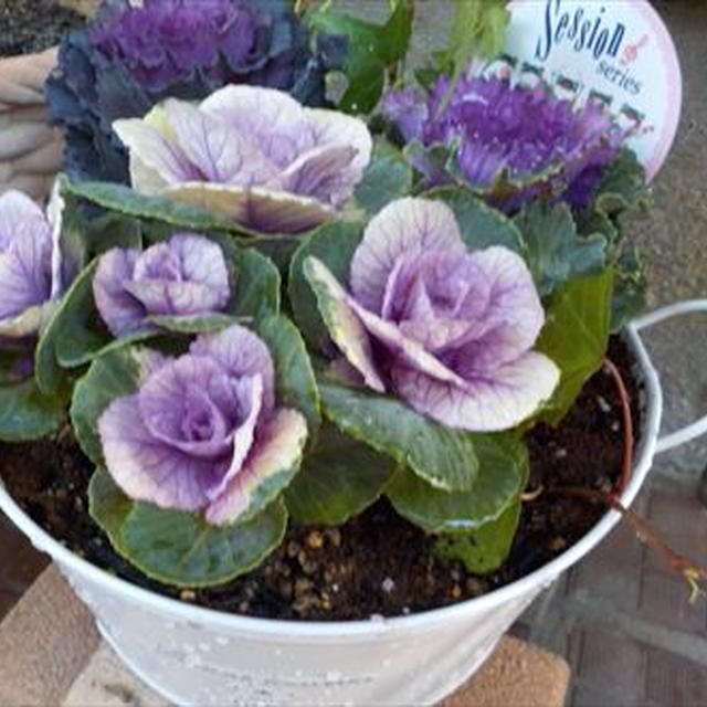 ハボタン（ブリキ）の寄せ植えとよく咲くスミレを木に吊るす