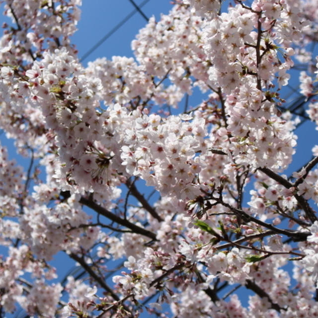 「お花見」つながりで桜ネタ