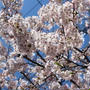 「お花見」つながりで桜ネタ